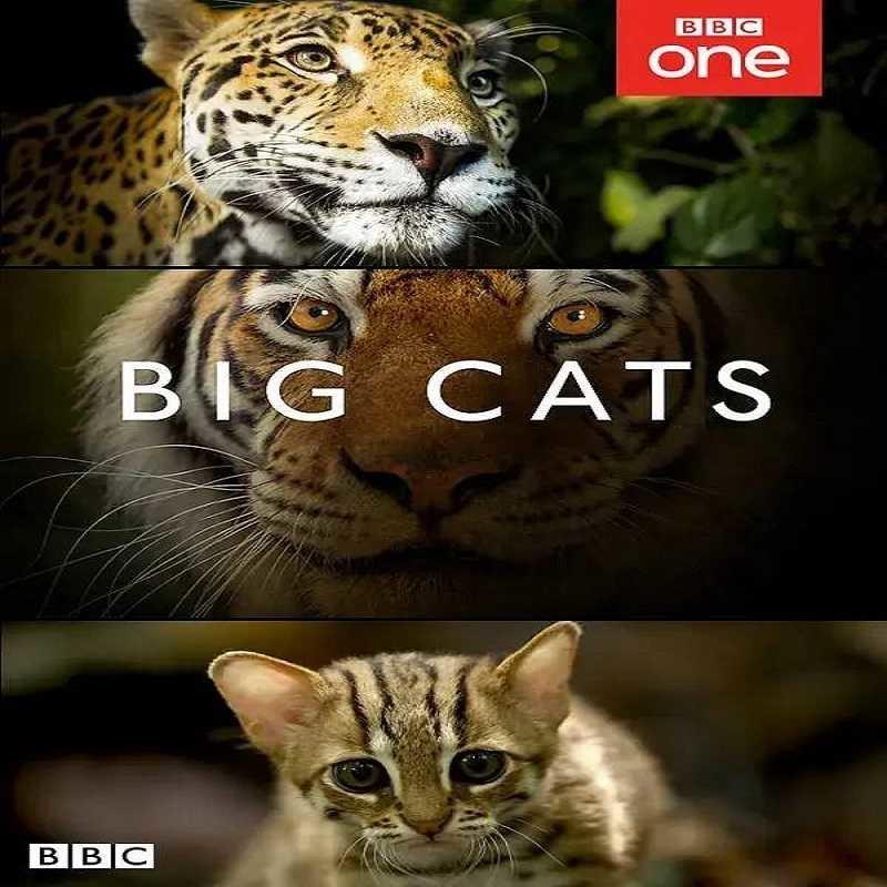 大貓世界 Big Cats 共七集 DVD版 / Blu-ray版